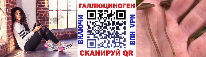 Галлюциногенные грибы Psilocybe  Лабинск 